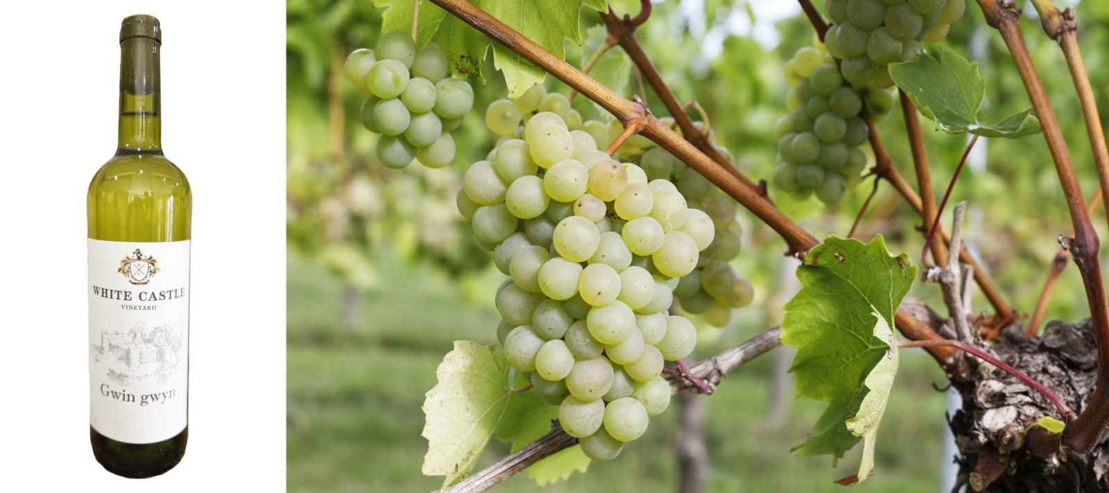wine
